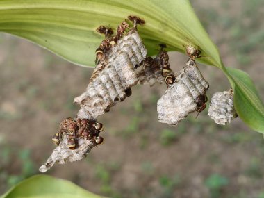 Yuvasında kağıt yaban arıları. Kağıt eşekarıları, tükürüklerini ahşap liflerle birleştirerek yaptıkları bir malzemeden yuva yaparlar. Kağıt eşekarıları kovanı.