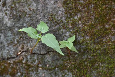 Yeşil yosunlu duvar yüzeyi, küçük, dayanıklı yeşil Ficus Reliosa bitkilerinin filizlendiği derin bir çatlakla ikiye ayrılır. Görüntü doğanın devamlılığını yakalar. bodhi, peepal, peepal veya ashwattha ağacı.