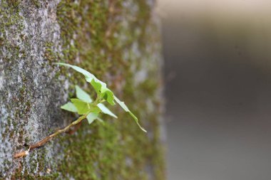 Yeşil yosunlu duvar yüzeyi, küçük, dayanıklı yeşil Ficus Reliosa bitkilerinin filizlendiği derin bir çatlakla ikiye ayrılır. Görüntü doğanın devamlılığını yakalar. bodhi, peepal, peepal veya ashwattha ağacı.