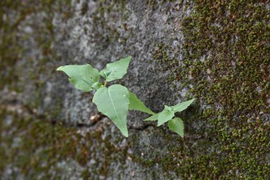 Yeşil yosunlu duvar yüzeyi, küçük, dayanıklı yeşil Ficus Reliosa bitkilerinin filizlendiği derin bir çatlakla ikiye ayrılır. Görüntü doğanın devamlılığını yakalar. bodhi, peepal, peepal veya ashwattha ağacı.