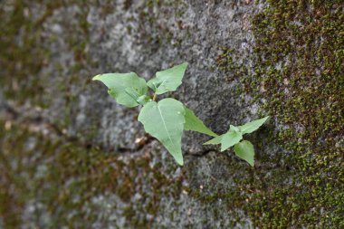Yeşil yosunlu duvar yüzeyi, küçük, dayanıklı yeşil Ficus Reliosa bitkilerinin filizlendiği derin bir çatlakla ikiye ayrılır. Görüntü doğanın devamlılığını yakalar. bodhi, peepal, peepal veya ashwattha ağacı.