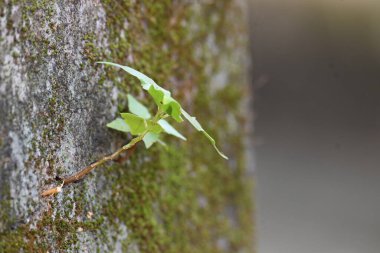 Yeşil yosunlu duvar yüzeyi, küçük, dayanıklı yeşil Ficus Reliosa bitkilerinin filizlendiği derin bir çatlakla ikiye ayrılır. Görüntü doğanın devamlılığını yakalar. bodhi, peepal, peepal veya ashwattha ağacı.