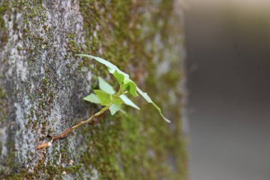 Yeşil yosunlu duvar yüzeyi, küçük, dayanıklı yeşil Ficus Reliosa bitkilerinin filizlendiği derin bir çatlakla ikiye ayrılır. Görüntü doğanın devamlılığını yakalar. bodhi, peepal, peepal veya ashwattha ağacı.