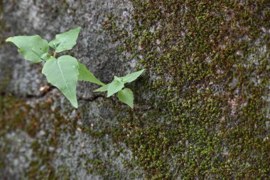 Yeşil yosunlu duvar yüzeyi, küçük, dayanıklı yeşil Ficus Reliosa bitkilerinin filizlendiği derin bir çatlakla ikiye ayrılır. Görüntü doğanın devamlılığını yakalar. bodhi, peepal, peepal veya ashwattha ağacı.