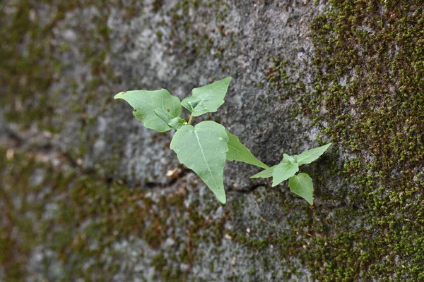 Yeşil yosunlu duvar yüzeyi, küçük, dayanıklı yeşil Ficus Reliosa bitkilerinin filizlendiği derin bir çatlakla ikiye ayrılır. Görüntü doğanın devamlılığını yakalar. bodhi, peepal, peepal veya ashwattha ağacı.