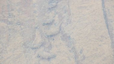 Küçük salyangoz suda süzülüyor. Hareketleri kumda izler bırakıyor. Küçük kabuğu, sessiz bir kararlılıkla su ortamında dolaşırken görülebilir. Suyun içindeki salyangoz.