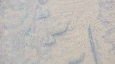 Küçük salyangoz suda süzülüyor. Hareketleri kumda izler bırakıyor. Küçük kabuğu, sessiz bir kararlılıkla su ortamında dolaşırken görülebilir. Suyun içindeki salyangoz.