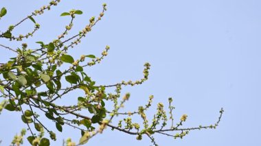 Streblus asper ağacı çiçekleri. Moraceae familyasından bir bitki türü. Bu ağaç, siyam kaba çalısı, khoi ağacı, serut ağacı ve diş fırçası ağacının yaygın adıdır. Çiçek açan ağaç..