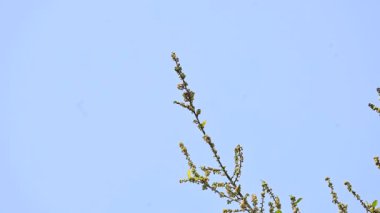 Streblus asper ağacı çiçekleri. Moraceae familyasından bir bitki türü. Bu ağaç, siyam kaba çalısı, khoi ağacı, serut ağacı ve diş fırçası ağacının yaygın adıdır. Çiçek açan ağaç..