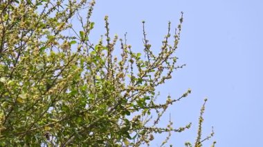 Streblus asper ağacı çiçekleri. Moraceae familyasından bir bitki türü. Bu ağaç, siyam kaba çalısı, khoi ağacı, serut ağacı ve diş fırçası ağacının yaygın adıdır. Çiçek açan ağaç..