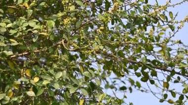 Streblus asper ağacı çiçekleri. Moraceae familyasından bir bitki türü. Bu ağaç, siyam kaba çalısı, khoi ağacı, serut ağacı ve diş fırçası ağacının yaygın adıdır. Çiçek açan ağaç..