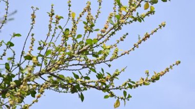 Streblus asper ağacı çiçekleri. Moraceae familyasından bir bitki türü. Bu ağaç, siyam kaba çalısı, khoi ağacı, serut ağacı ve diş fırçası ağacının yaygın adıdır. Çiçek açan ağaç..