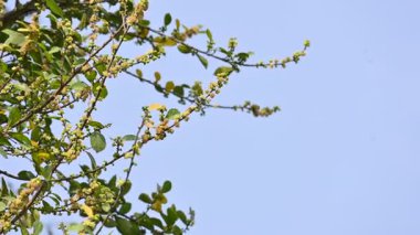Streblus asper ağacı çiçekleri. Moraceae familyasından bir bitki türü. Bu ağaç, siyam kaba çalısı, khoi ağacı, serut ağacı ve diş fırçası ağacının yaygın adıdır. Çiçek açan ağaç..