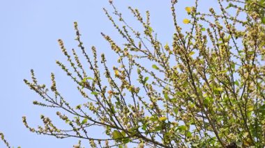 Streblus asper ağacı çiçekleri. Moraceae familyasından bir bitki türü. Bu ağaç, siyam kaba çalısı, khoi ağacı, serut ağacı ve diş fırçası ağacının yaygın adıdır. Çiçek açan ağaç..