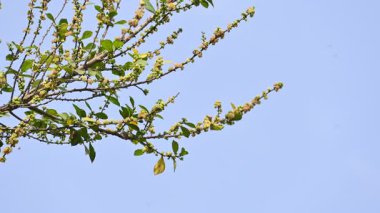 Streblus asper ağacı çiçekleri. Moraceae familyasından bir bitki türü. Bu ağaç, siyam kaba çalısı, khoi ağacı, serut ağacı ve diş fırçası ağacının yaygın adıdır. Çiçek açan ağaç..