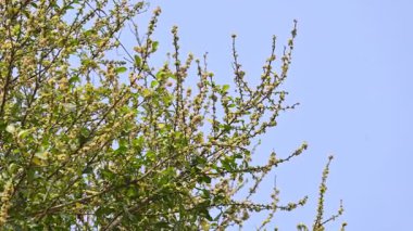 Streblus asper ağacı çiçekleri. Moraceae familyasından bir bitki türü. Bu ağaç, siyam kaba çalısı, khoi ağacı, serut ağacı ve diş fırçası ağacının yaygın adıdır. Çiçek açan ağaç..
