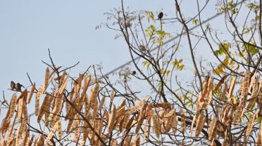 Küçük kahverengi kuşlar bir ağacın dalına tünemişlerdir. Doğa, vahşi yaşam, dinginlik ve mevsimsel değişim temalarını yakalar. Yavaş çekim videosu.