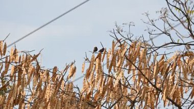 Küçük kahverengi kuşlar bir ağacın dalına tünemişlerdir. Doğa, vahşi yaşam, dinginlik ve mevsimsel değişim temalarını yakalar. Yavaş çekim videosu.