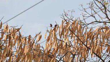 Küçük kahverengi kuşlar bir ağacın dalına tünemişlerdir. Doğa, vahşi yaşam, dinginlik ve mevsimsel değişim temalarını yakalar. Yavaş çekim videosu.