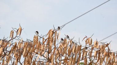 Küçük kahverengi kuşlar bir ağacın dalına tünemişlerdir. Doğa, vahşi yaşam, dinginlik ve mevsimsel değişim temalarını yakalar. Yavaş çekim videosu.