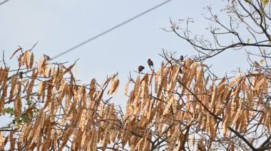 Küçük kahverengi kuşlar bir ağacın dalına tünemişlerdir. Doğa, vahşi yaşam, dinginlik ve mevsimsel değişim temalarını yakalar. Yavaş çekim videosu.