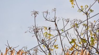 Küçük kahverengi kuşlar bir ağacın dalına tünemişlerdir. Doğa, vahşi yaşam, dinginlik ve mevsimsel değişim temalarını yakalar. Yavaş çekim videosu.
