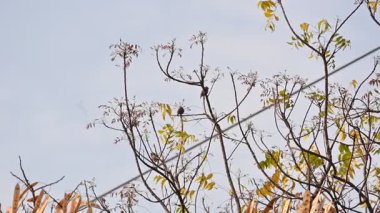 Küçük kahverengi kuşlar bir ağacın dalına tünemişlerdir. Doğa, vahşi yaşam, dinginlik ve mevsimsel değişim temalarını yakalar. Yavaş çekim videosu.