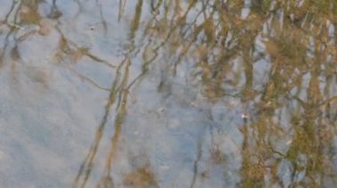 Gerridae ya da su yürüyücüleri. Hemiptera ailesi böcekleri. Diğer adı ise şiş, su motoru, böcek, su böceği, gölet patencileri, su kaptanı, planör böcekler ve su kaydırıcıları..