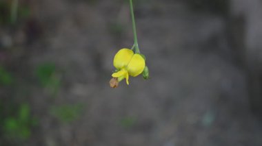 Güvercin bezelyesi ya da Cajanus cajan çiçek eker. Fabaceaenative familyasından bir baklagildir. Güvercin bezelyesi dünyanın dört bir yanındaki tropikal bölgelerde yaygın olarak yetiştirilir..