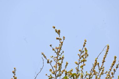 Streblus asper ağacı çiçekleri. Moraceae familyasından bir bitki türü. Bu ağaç, siyam kaba çalısı, khoi ağacı, serut ağacı ve diş fırçası ağacının yaygın adıdır. Çiçek açan ağaç..