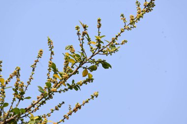Streblus asper ağacı çiçekleri. Moraceae familyasından bir bitki türü. Bu ağaç, siyam kaba çalısı, khoi ağacı, serut ağacı ve diş fırçası ağacının yaygın adıdır. Çiçek açan ağaç..