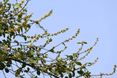 Streblus asper ağacı çiçekleri. Moraceae familyasından bir bitki türü. Bu ağaç, siyam kaba çalısı, khoi ağacı, serut ağacı ve diş fırçası ağacının yaygın adıdır. Çiçek açan ağaç..