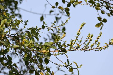 Streblus asper ağacı çiçekleri. Moraceae familyasından bir bitki türü. Bu ağaç, siyam kaba çalısı, khoi ağacı, serut ağacı ve diş fırçası ağacının yaygın adıdır. Çiçek açan ağaç..