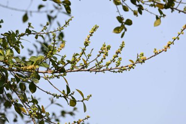 Streblus asper ağacı çiçekleri. Moraceae familyasından bir bitki türü. Bu ağaç genellikle kaba çalılara, khoi ağacına, serut ağacına ve diş fırçası ağacına isim verir. Çiçek açan ağaç..