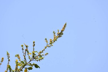 Streblus asper ağacı çiçekleri. Moraceae familyasından bir bitki türü. Bu ağaç genellikle kaba çalılara, khoi ağacına, serut ağacına ve diş fırçası ağacına isim verir. Çiçek açan ağaç..