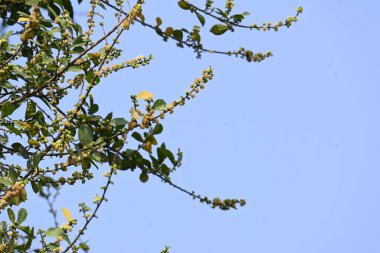 Streblus asper ağacı çiçekleri. Moraceae familyasından bir bitki türü. Bu ağaç genellikle kaba çalılara, khoi ağacına, serut ağacına ve diş fırçası ağacına isim verir. Çiçek açan ağaç..