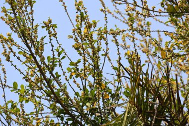 Streblus asper ağacı çiçekleri. Moraceae familyasından bir bitki türü. Bu ağaç genellikle kaba çalılara, khoi ağacına, serut ağacına ve diş fırçası ağacına isim verir. Çiçek açan ağaç..