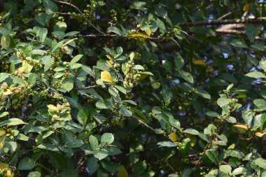 Streblus asper ağacı çiçekleri. Moraceae familyasından bir bitki türü. Bu ağaç genellikle kaba çalılara, khoi ağacına, serut ağacına ve diş fırçası ağacına isim verir. Çiçek açan ağaç..