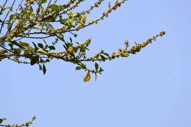Streblus asper ağacı çiçekleri. Moraceae familyasından bir bitki türü. Bu ağaç genellikle kaba çalılara, khoi ağacına, serut ağacına ve diş fırçası ağacına isim verir. Çiçek açan ağaç..