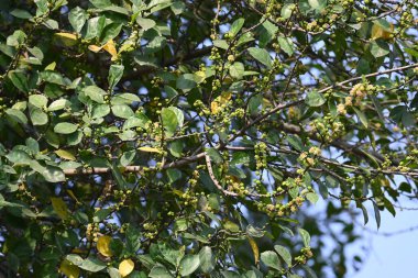 Streblus asper ağacı çiçekleri. Moraceae familyasından bir bitki türü. Bu ağaç genellikle kaba çalılara, khoi ağacına, serut ağacına ve diş fırçası ağacına isim verir. Çiçek açan ağaç..