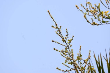 Streblus asper ağacı çiçekleri. Moraceae familyasından bir bitki türü. Bu ağaç, siyam kaba çalısı, khoi ağacı, serut ağacı ve diş fırçası ağacının yaygın adıdır. Çiçek açan ağaç..