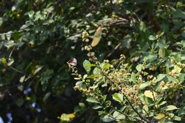 Streblus asper ağacı çiçekleri. Moraceae familyasından bir bitki türü. Bu ağaç, siyam kaba çalısı, khoi ağacı, serut ağacı ve diş fırçası ağacının yaygın adıdır. Çiçek açan ağaç..