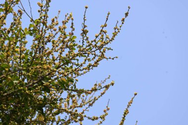 Streblus asper ağacı çiçekleri. Moraceae familyasından bir bitki türü. Bu ağaç, siyam kaba çalısı, khoi ağacı, serut ağacı ve diş fırçası ağacının yaygın adıdır. Çiçek açan ağaç..