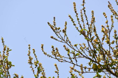 Streblus asper ağacı çiçekleri. Moraceae familyasından bir bitki türü. Bu ağaç, siyam kaba çalısı, khoi ağacı, serut ağacı ve diş fırçası ağacının yaygın adıdır. Çiçek açan ağaç..