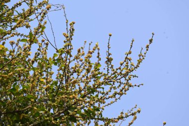 Streblus asper ağacı çiçekleri. Moraceae familyasından bir bitki türü. Bu ağaç, siyam kaba çalısı, khoi ağacı, serut ağacı ve diş fırçası ağacının yaygın adıdır. Çiçek açan ağaç..