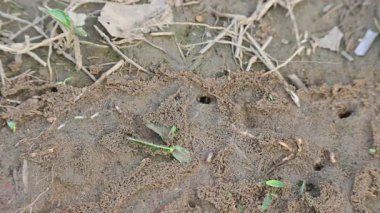Yerdeki termit yuvası. Pek çok termit, böcek ve onların larvaları yerde inanılmaz sanat eserleri yaratırlar..