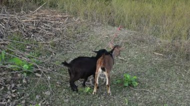 Keçiler tarlada eğleniyor. İki keçi, biri siyah ve biri kahverengi, açık otlak bir alanda, arkalarında uzun otlar var. Kara Bengal keçisi. Yavaş çekim videosu.
