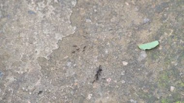 Birçok küçük siyah karınca büyük ölü bir siyah karınca taşıyor. Küçük siyah karıncalardan oluşan bir kolon, çok daha büyük ve ölü bir siyah karıncayı itinayla yüzeyde taşır..