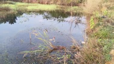 Küçük sığ bir su havuzu. Bu gölet uzun otlar ve diğer bitkilerle çevrilidir. Su gökyüzünü ve etrafındaki bazı bitkileri yansıtır. Burası doğal bir doğa manzarası gibi..