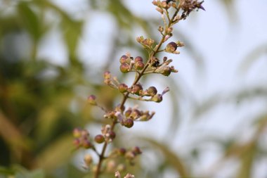 Vitex negundo meyveleri. Diğer adı Çin iffet ağacı, beş terk edilmiş iffet, at nalı viteksi, nisinda ve Nirgundi. Bu büyük bir aromatik çalı. Bu bir Ayurvedic ilacı..
